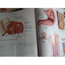 Essentials of Human Anatomy and Physiology  E. Marieb