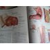 Essentials of Human Anatomy and Physiology  E. Marieb